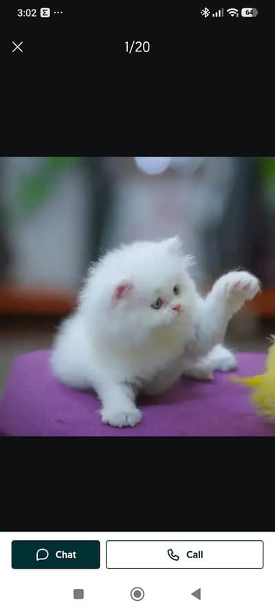 Beautiful Persian Cat for Sale