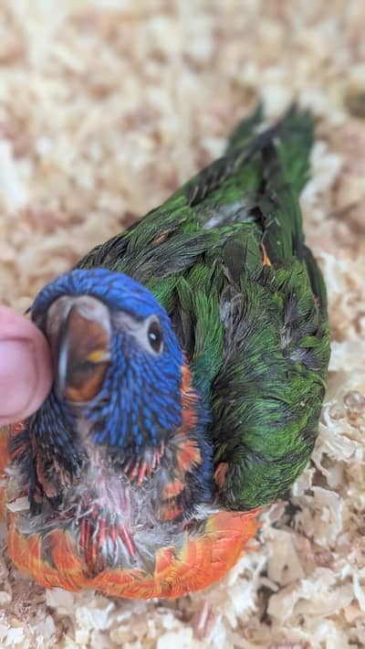 Hand tamed 0-Bite | Monks, Ringnecks, Sun Conures, Kashmiri Pahari Etc