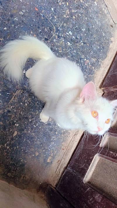 2 white colour beautiful Persian cats for sale