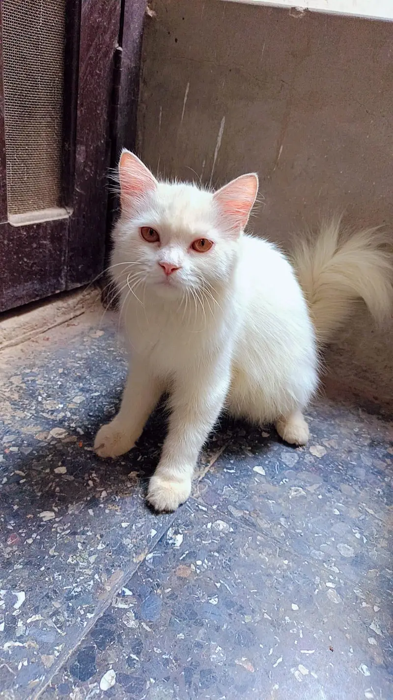 2 white colour beautiful Persian cats for sale — photo 2