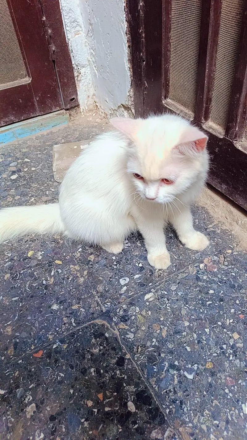 2 white colour beautiful Persian cats for sale — photo 3