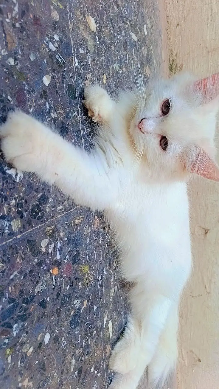 2 white colour beautiful Persian cats for sale — photo 4