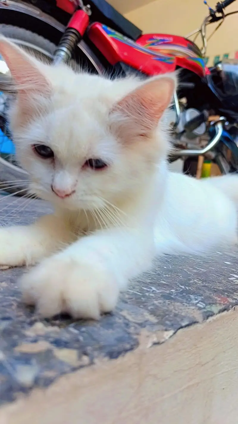 2 white colour beautiful Persian cats for sale — photo 5
