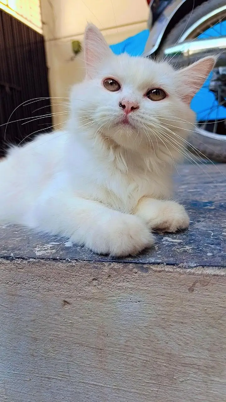 2 white colour beautiful Persian cats for sale — photo 6