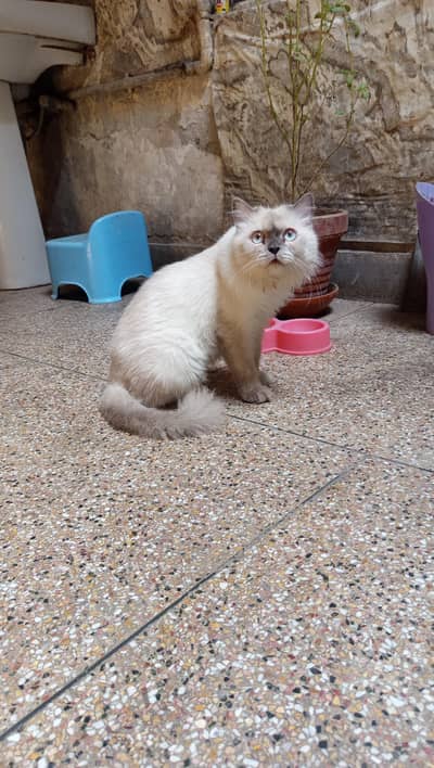 35 days pregnant cat