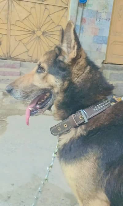 Alsation dog