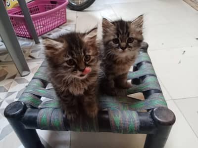 male available very healthy n active