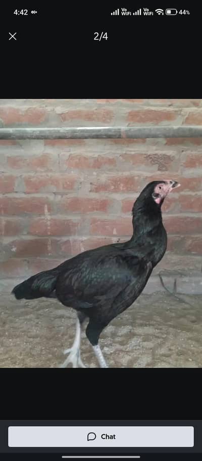 aseel murge agent for sale