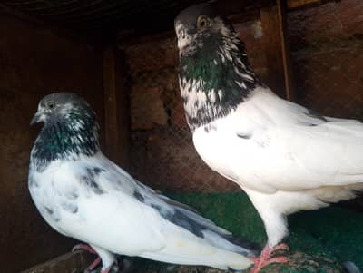 Teddy aur batera pair