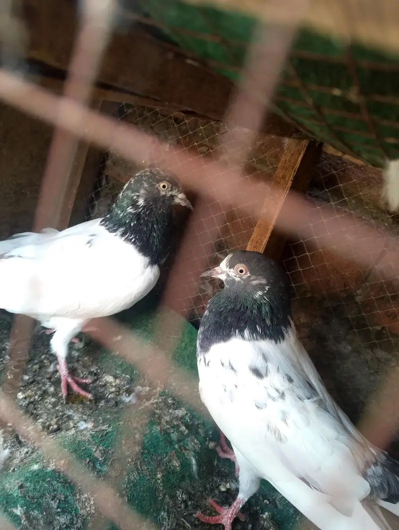 Teddy aur batera pair — photo 5