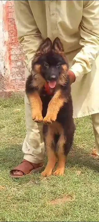 German shepherd puppie WhatsApp contact o/3/1/5/4/0/3/3/2/17