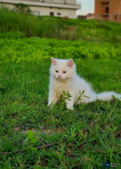 Pure Persian Punched Face Kitten