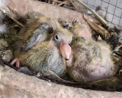 Black Danish Chicks pair and Ghazi Modena Chicks Pair for sale