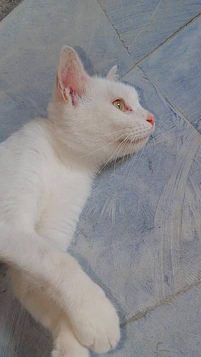 healthy and active hain full trained hain kittens bi available Hain