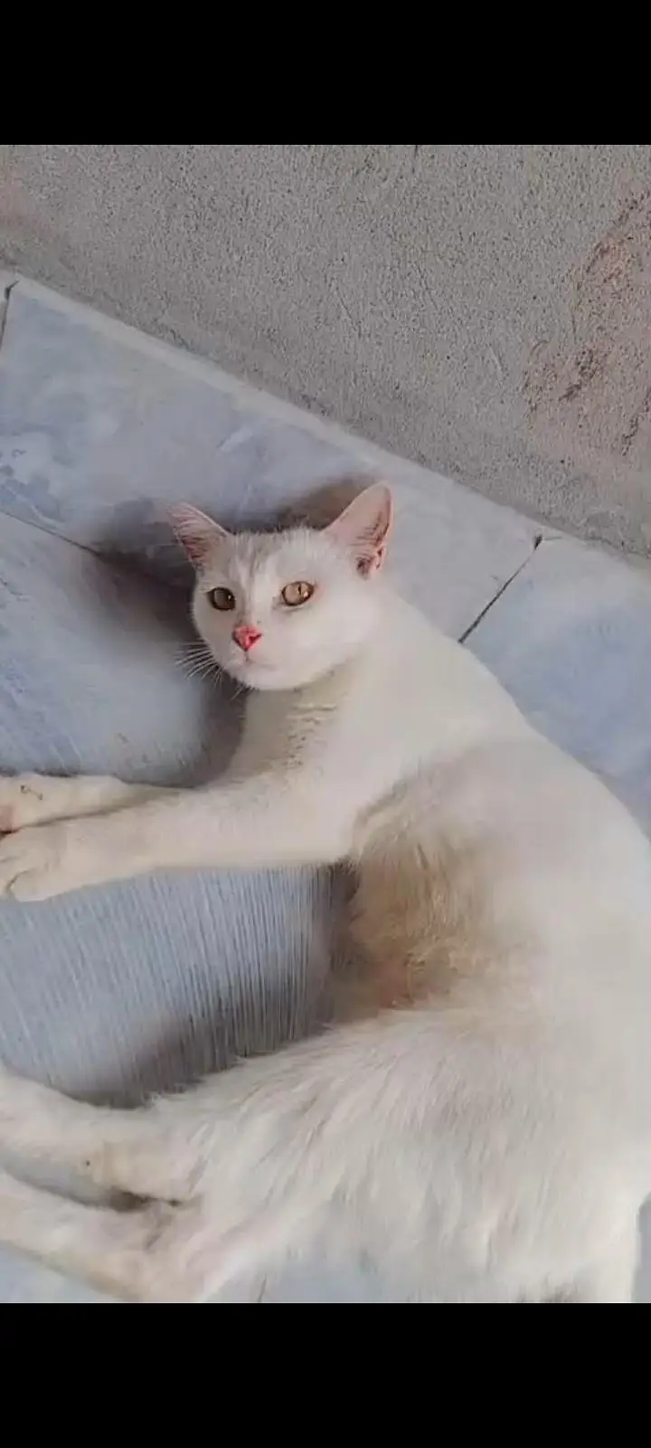 healthy and active hain full trained hain kittens bi available Hain — photo 2