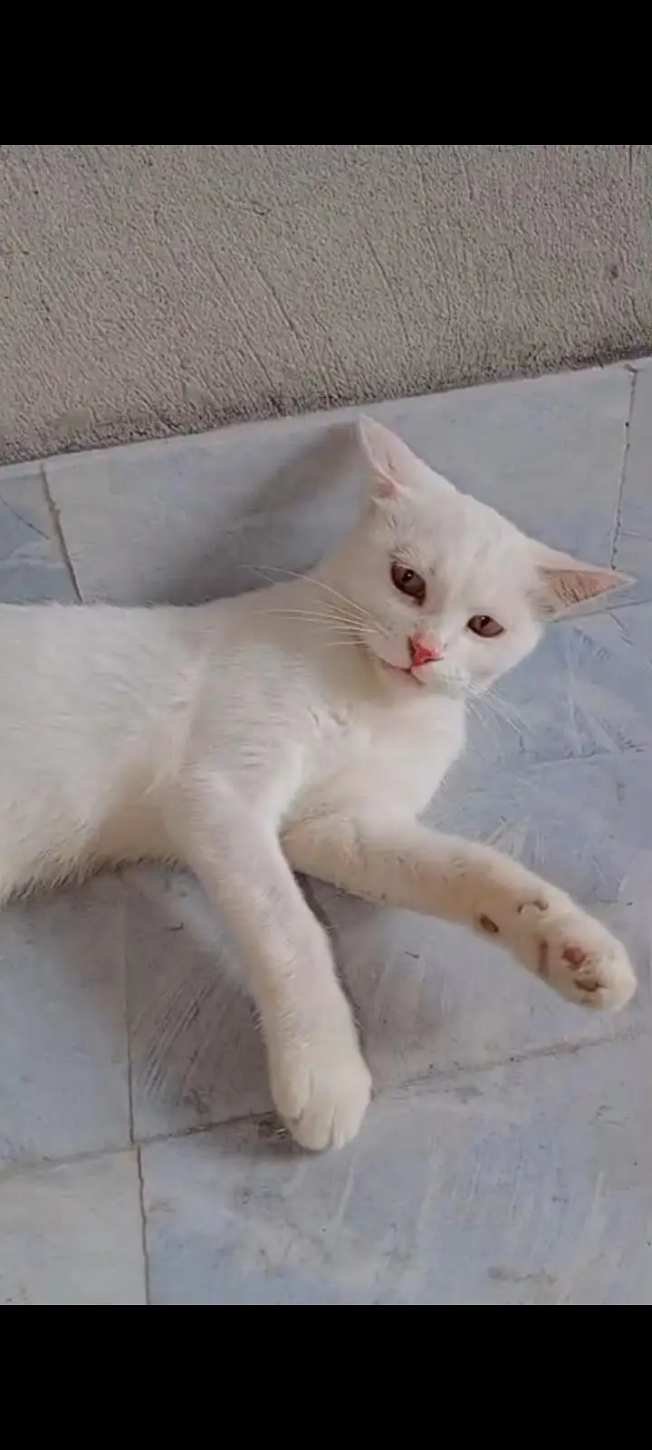 healthy and active hain full trained hain kittens bi available Hain — photo 3