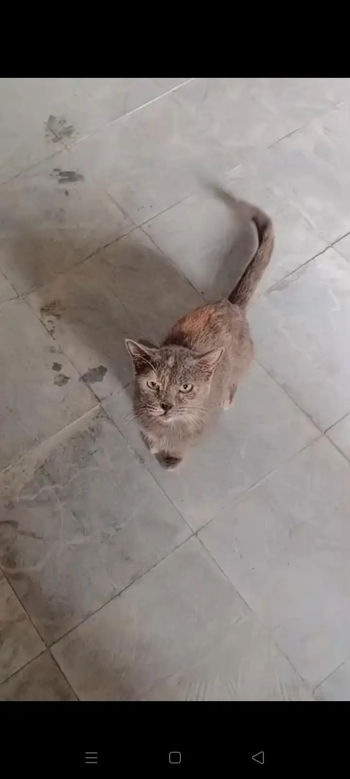 healthy and active hain full trained hain kittens bi available Hain — photo 5