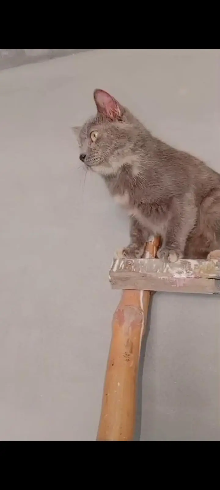 healthy and active hain full trained hain kittens bi available Hain — photo 6