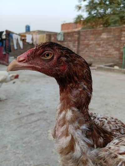 Aseel high quality 2 female ha full Active ha