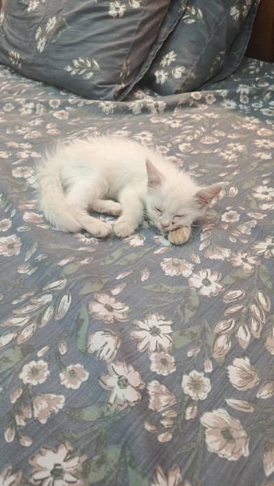 cat for