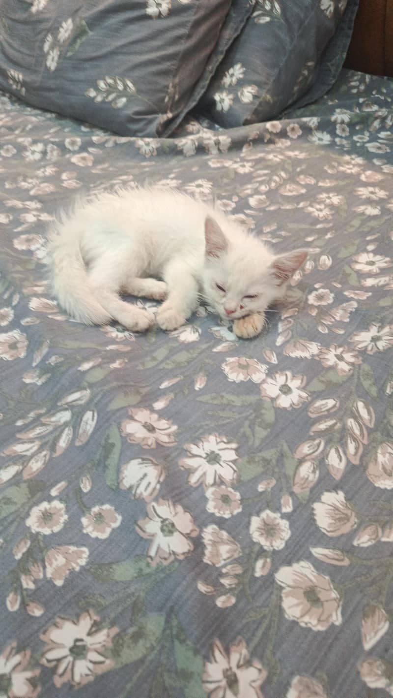 cat for 1