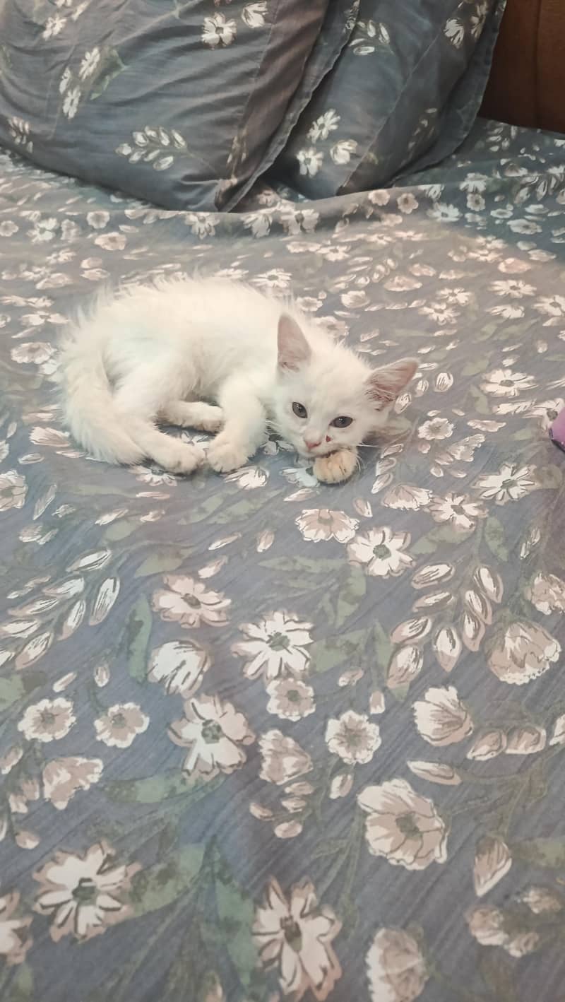 cat for 2