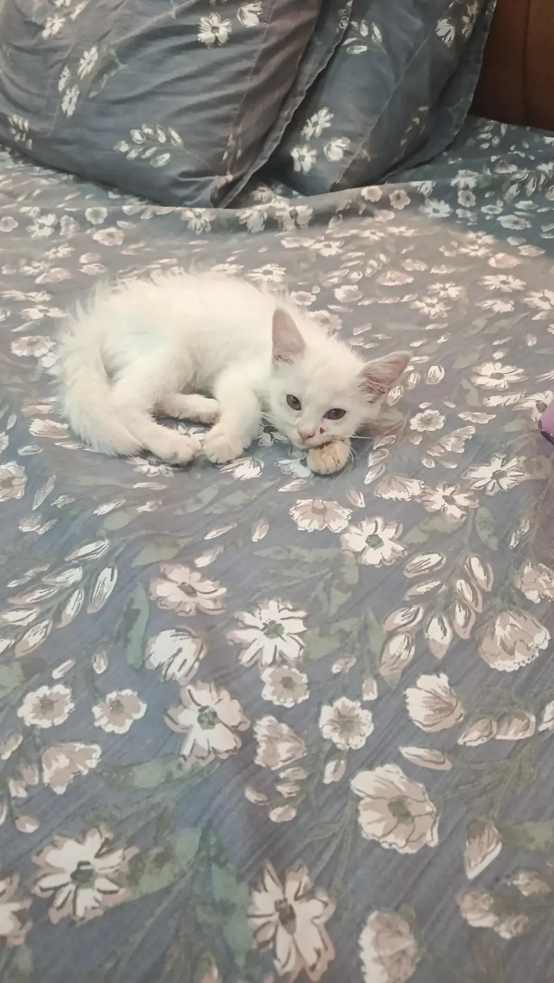 cat for — photo 3
