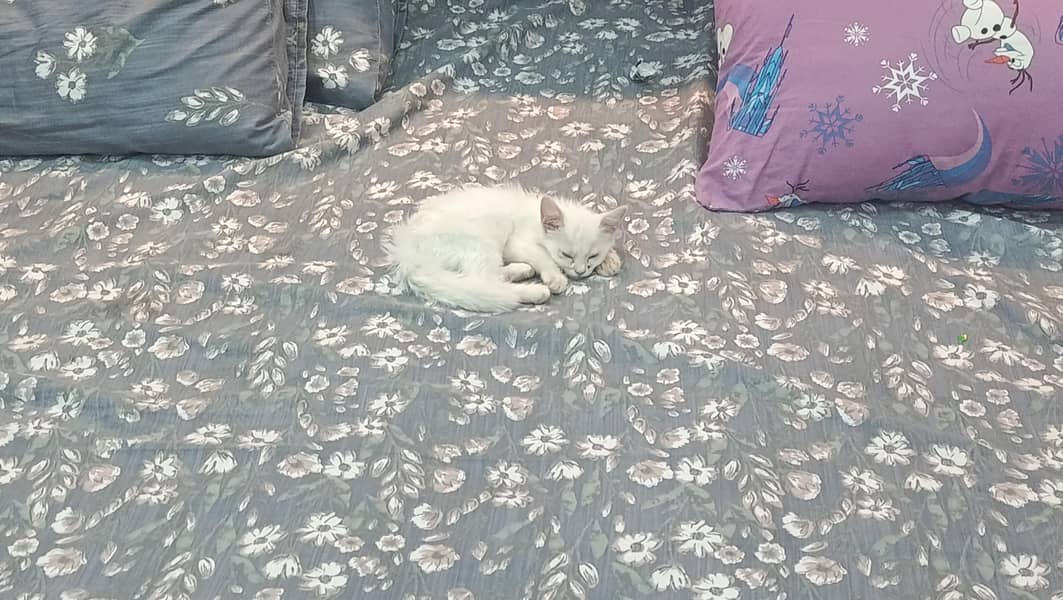 cat for 3