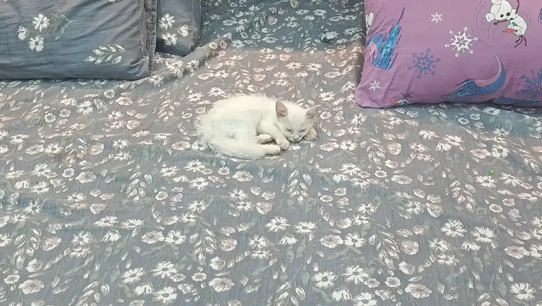 cat for — photo 4