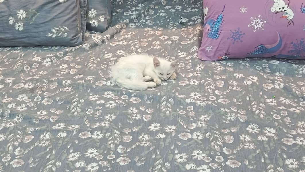 cat for 4