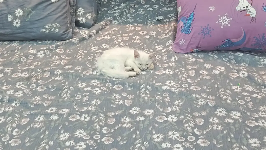 cat for — photo 5