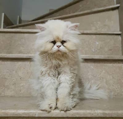 Healthy and active breeder cats available