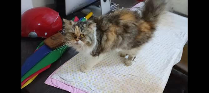 Premium Adult & Young Breeder Cats Available
