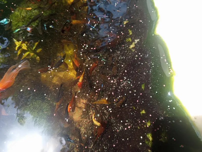 platy and guppy fish for sale — photo 3