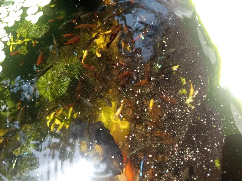 platy and guppy fish for sale — photo 4