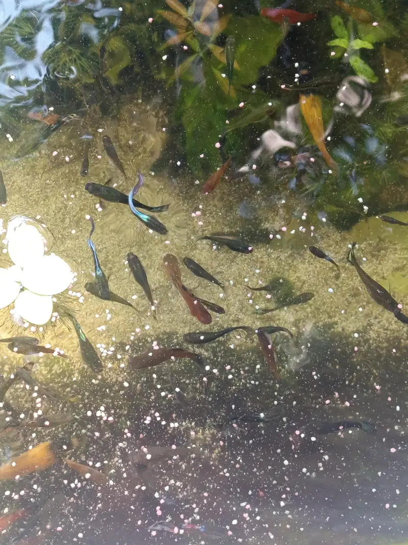 platy and guppy fish for sale — photo 5