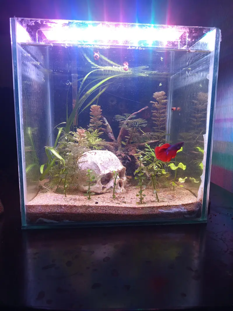 platy and guppy fish for sale — photo 7