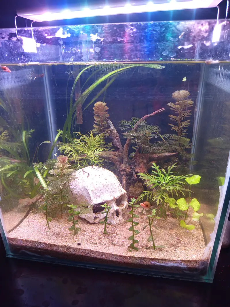 platy and guppy fish for sale — photo 9
