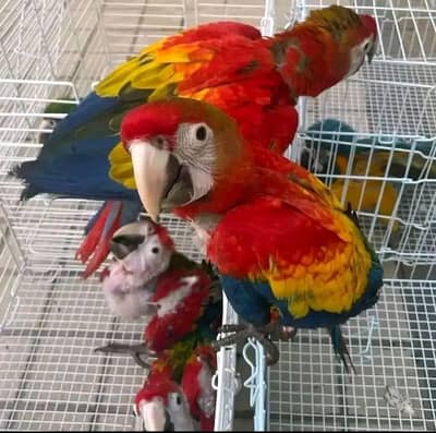 red and green Scarlet Macau parrot for sale contact me 03277687553