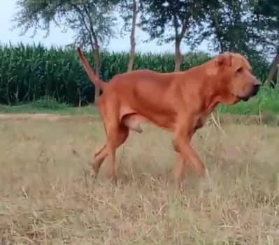 BEAUTIFUL 32+BULLI MALE DOG FOR SALE 03007188618