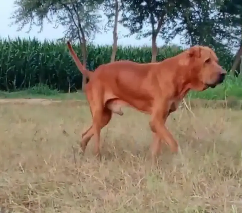 BEAUTIFUL 32+BULLI MALE DOG FOR SALE 03007188618