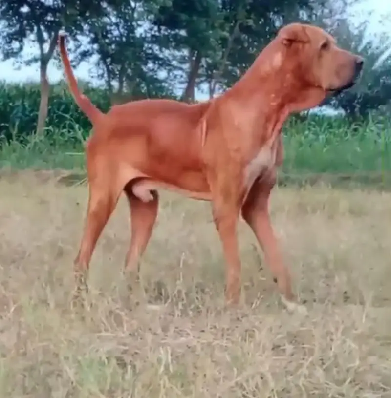 BEAUTIFUL 32+BULLI MALE DOG FOR SALE 03007188618 — photo 2