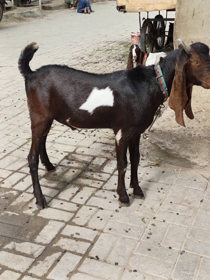 goats 1