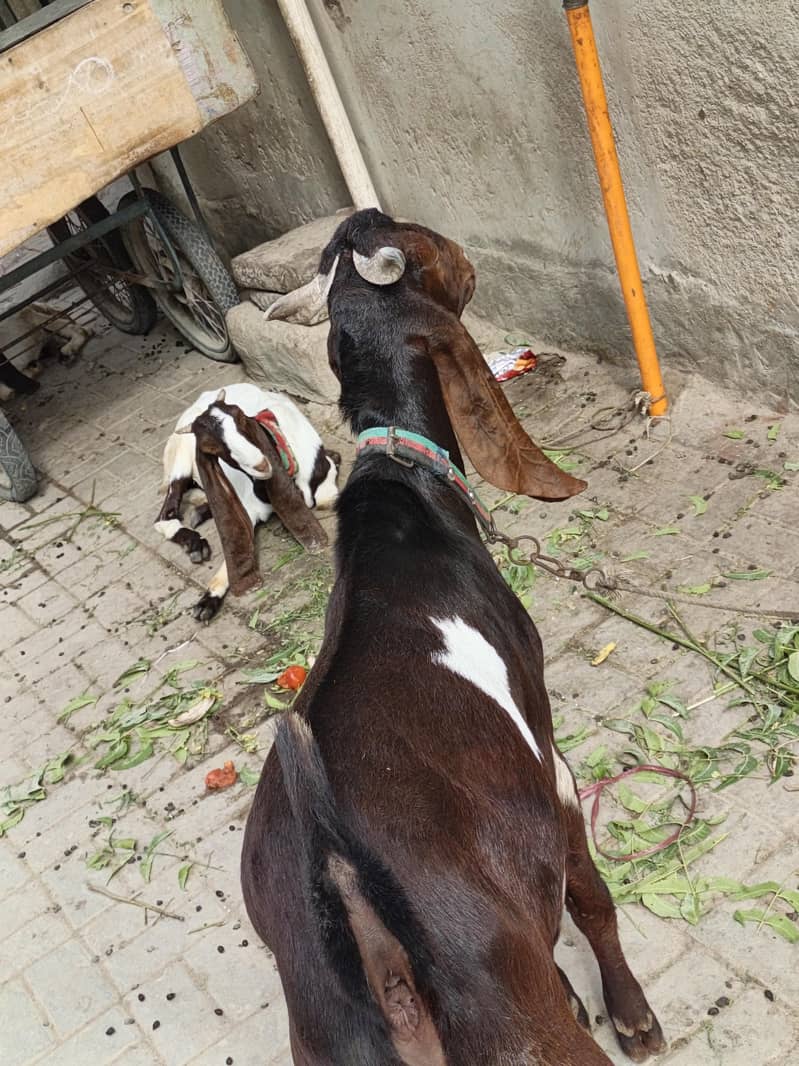 goats 2