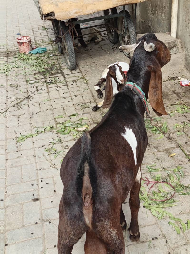 goats 4