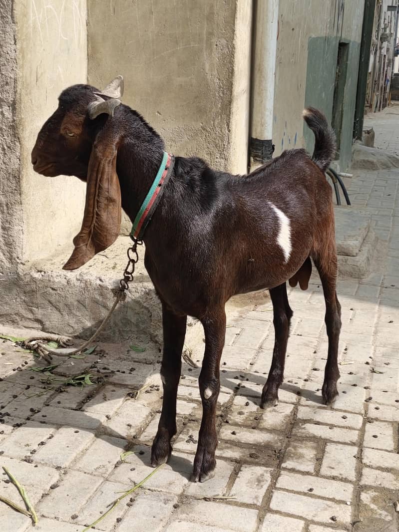 goats 5