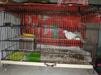 Dove and Cage