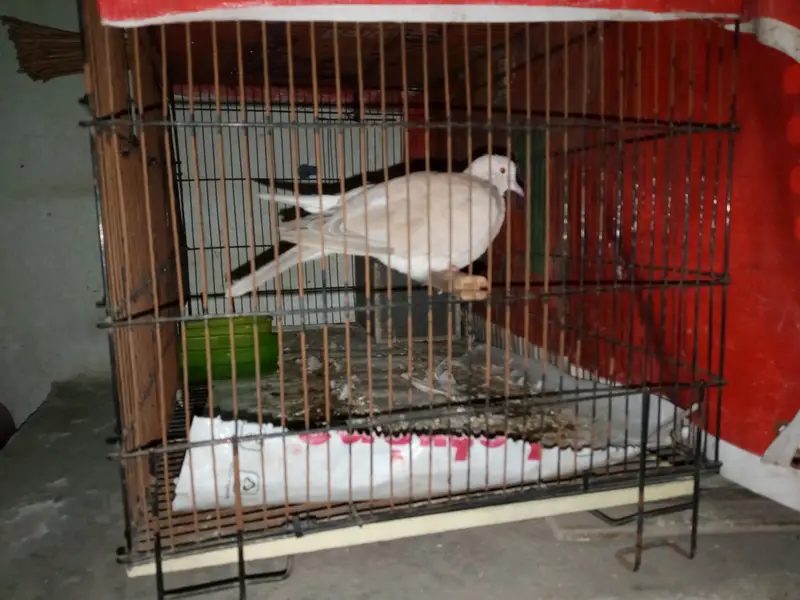 Dove and Cage — photo 2