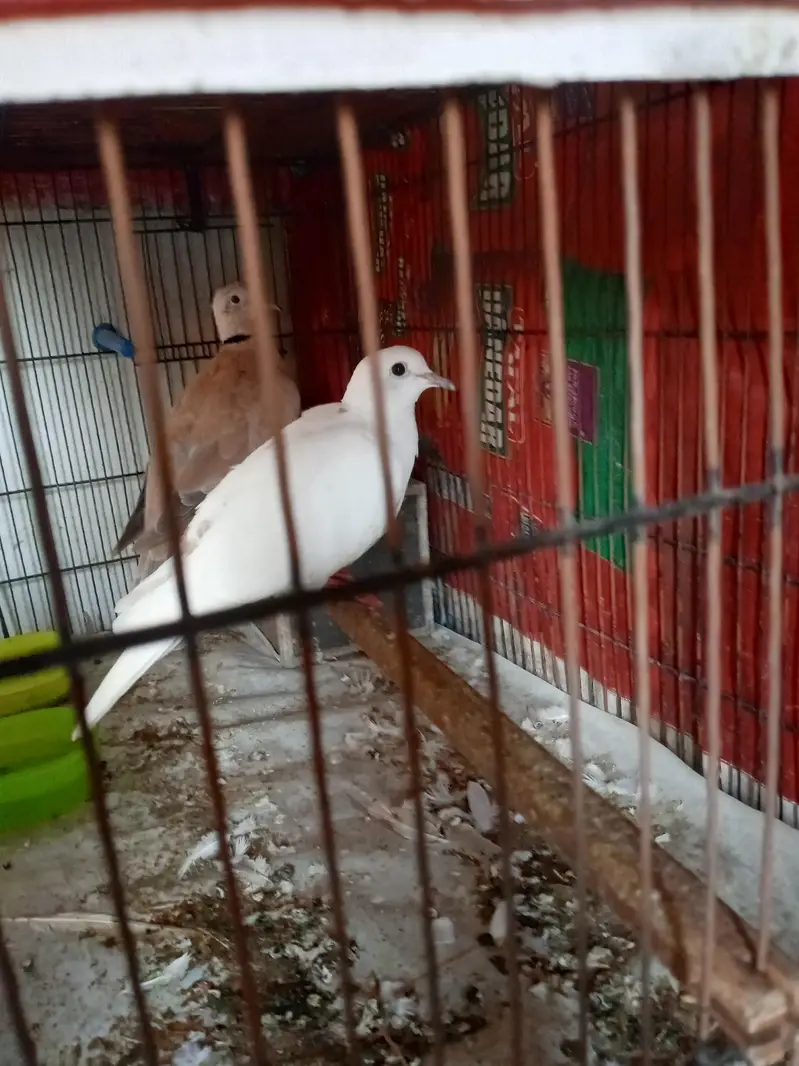 Dove and Cage — photo 3