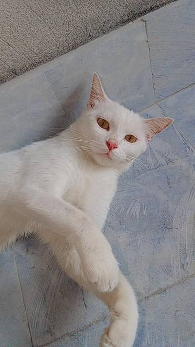 Full trained and friendly pets healthy and active
